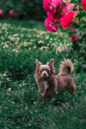Foto de Lila lindo pelo largo chiwawa cachorro - fotografía de primer plano - Imagen libre de derechos