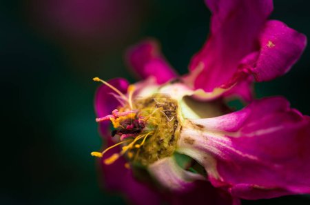 Photo for Last days of life of peony flower. Close-up photography in Peony garden - Royalty Free Image