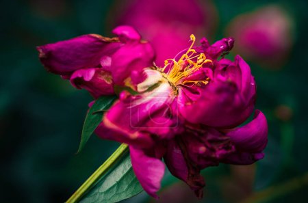 Foto de Últimos días de vida de flor de peonía. Fotografía de cerca en el jardín de Peony - Imagen libre de derechos