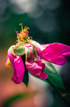 Foto de Últimos días de vida de flor de peonía. Fotografía de cerca en el jardín de Peony - Imagen libre de derechos