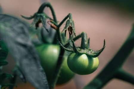 Photo for Fresh organic tomato plant on ukrainian garden - Royalty Free Image