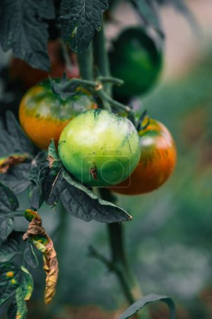 Foto de Planta de tomate orgánico fresco en el jardín ucraniano - Imagen libre de derechos