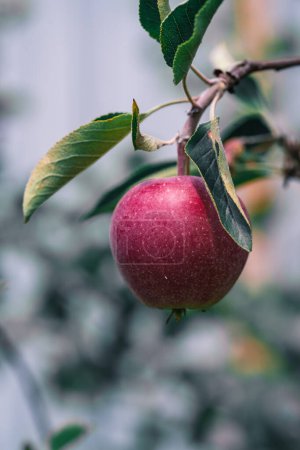 Foto de Manzanas rojas frescas en un árbol en el jardín - Imagen libre de derechos