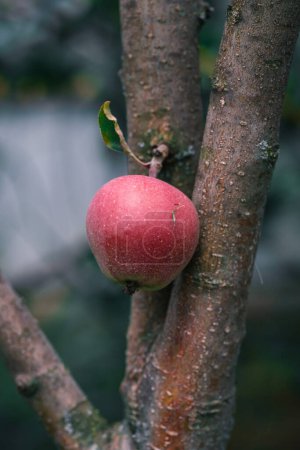 Foto de Manzanas rojas frescas en un árbol en el jardín - Imagen libre de derechos
