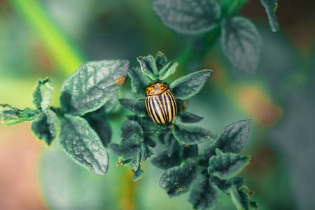 Photo for Colorado beetle on potato bush in the garden - Royalty Free Image