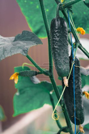 Téléchargez les photos : Concombres verts frais dans un jardin - en image libre de droit