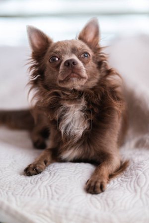 Photo for Lilac cute longhair chiwawa - closeup photography - Royalty Free Image