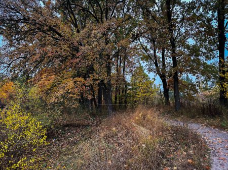 Photo for Autumn lanscape in the forest with with bright color leaves, lake and foret road. - Royalty Free Image