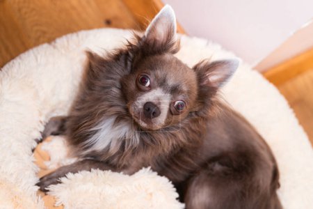 Photo for Lilac cute longhair chiwawa - closeup photography - Royalty Free Image