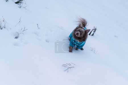 Foto de Lila lindo pelo largo chiwawa perro jugando en invierno - Imagen libre de derechos