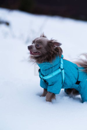Téléchargez les photos : Lilas mignon chiwawa à poil long chien jouer en hiver - en image libre de droit