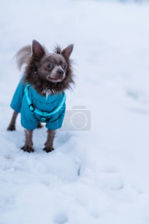 Foto de Lila lindo pelo largo chiwawa perro jugando en invierno - Imagen libre de derechos
