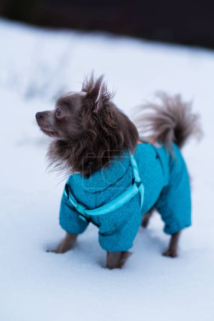 Téléchargez les photos : Lilas mignon chiwawa à poil long chien jouer en hiver - en image libre de droit