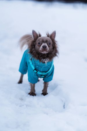 Photo for Lilac cute longhair chiwawa dog playing in winter time - Royalty Free Image