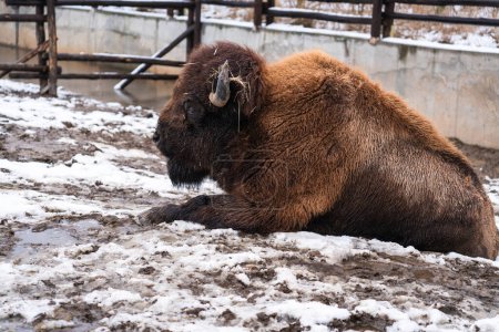 The Ukrainian bison (Zubr) in Ukrainian zoo at winter time