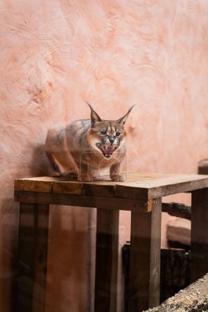 Photo for Angry Lynx portrait in Ukrainian zoo - Royalty Free Image