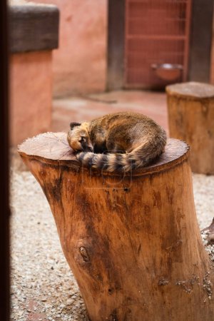 South American coati sleeping in Ukrainian zoo