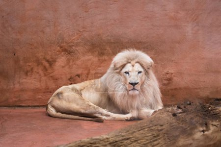 Photo for White African lion lying on the floor in Ukrainian zoo - Royalty Free Image