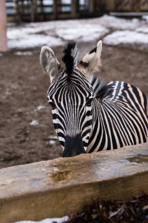 Photo for Close up zebra animal in Ukrainian zoo - Royalty Free Image
