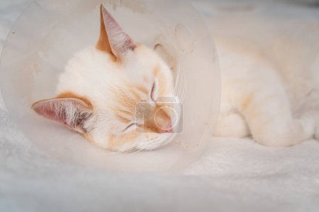 Photo for Sick Red Point domestic cat (Thai Siamese) sleeping after doctor visit - Royalty Free Image