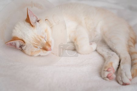 Photo for Sick Red Point domestic cat (Thai Siamese) sleeping after doctor visit - Royalty Free Image