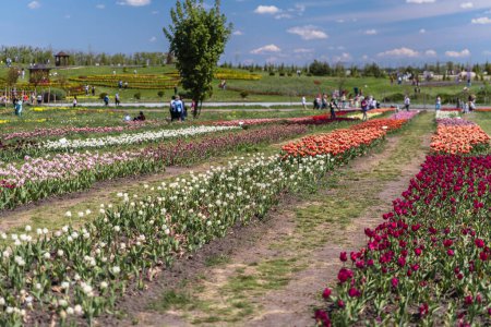 Téléchargez les photos : Parc de tulipes printanières en Ukraine - en image libre de droit