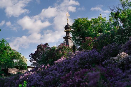 Téléchargez les photos : Jardin botanique de Kiev au printemps avec des lilas lumineux. Kiev, Ukraine - en image libre de droit