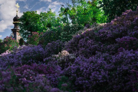 Téléchargez les photos : Jardin botanique de Kiev au printemps avec des lilas lumineux. Kiev, Ukraine - en image libre de droit