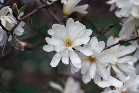 Foto de Magnolea blanca en un soleado día de primavera - Imagen libre de derechos