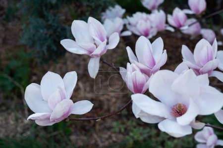 Foto de Rosa hermosa magnolea en un jardín de primavera - Imagen libre de derechos