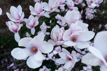 Foto de Rosa hermosa magnolea en un jardín de primavera - Imagen libre de derechos