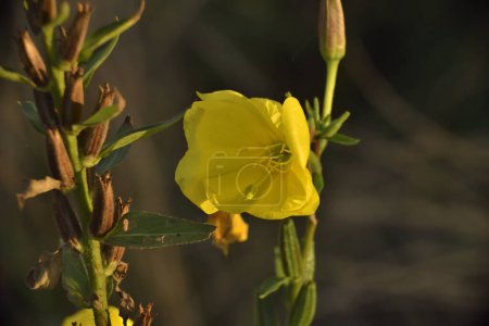 Photo for Yellow evening primrose flower, in the light of the afternoon sun - Royalty Free Image