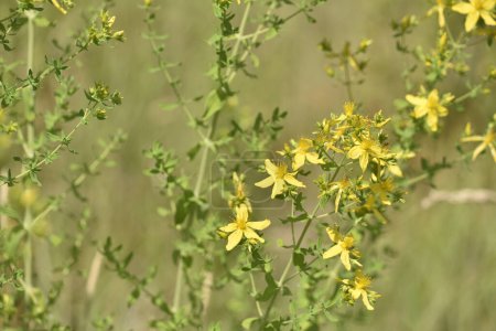 fleurs jaunes hypericum dans la prairie