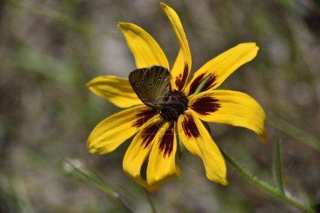 gelbe Rudbeckia-Blume mit einem sitzenden Schmetterling