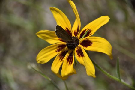 yellow rudbeckia flower with a sitting butterfly
