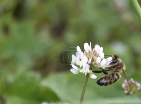 Die Biene sammelt Nektar aus Kleeblumen, um Honig zu machen