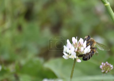 the bee collects nectar from clover flowers to make honey