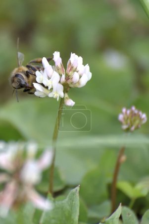 Die Biene sammelt Nektar aus Kleeblumen, um Honig zu machen