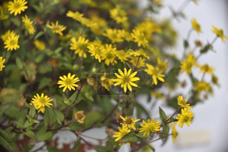 Gelbe mexikanische Zinnia-Blüten