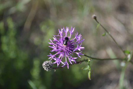 El abejorro recoge el néctar de una flor de aciano