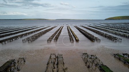 Oyster farming and oyster traps, floating mesh bags. Drone Aereal View Woodstown beach, Waterford, Ireland