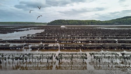 Photo for Oyster farming and oyster traps, floating mesh bags. Drone Aerial View Woodstown beach, Waterford, Ireland - Royalty Free Image