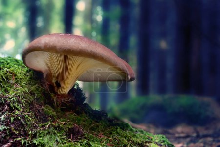 Pax à pieds de velours (Tapinella atrotomentosa) champignon dans la forêt