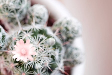 Téléchargez les photos : Minimale plante d'intérieur de cactus vert sur fond beige pastel, espace de copie, créatif, image tonique - en image libre de droit