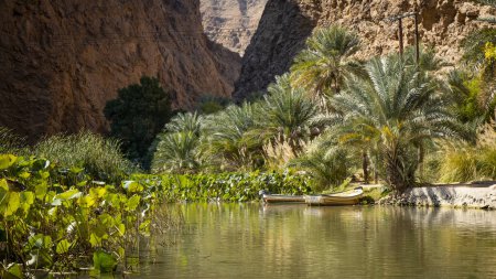 Téléchargez les photos : Palmiers à Wadi Shab d'Oman - en image libre de droit