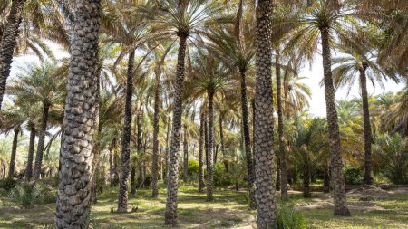 Photo for Palm Tree Forest in Fanja Village of Oman - Royalty Free Image