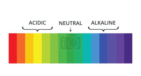 Ilustración de Escala Ph con etiquetas e indicadores de espectro. Ilustración vectorial - Imagen libre de derechos