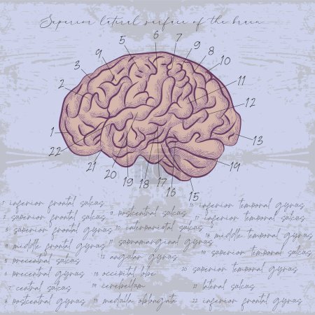 Ilustración de Vector image of human brain in art style - Imagen libre de derechos