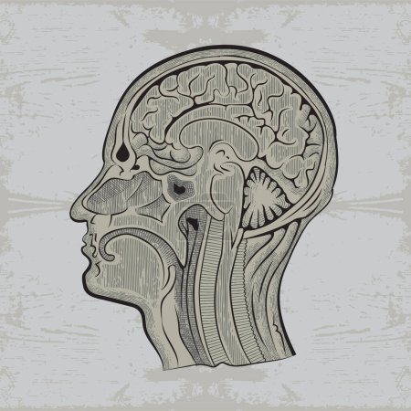 Téléchargez les illustrations : Vector image of an anatomical drawing of a human head in a section - en licence libre de droit