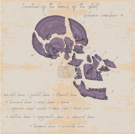 Téléchargez les illustrations : Exploded vector image of a skull disassembled in detail in the style of anatomical graphics for educational medical literature - en licence libre de droit